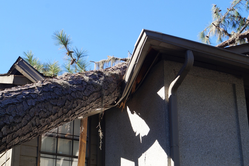 Roof damaged by tree that fell over during hurricane storm